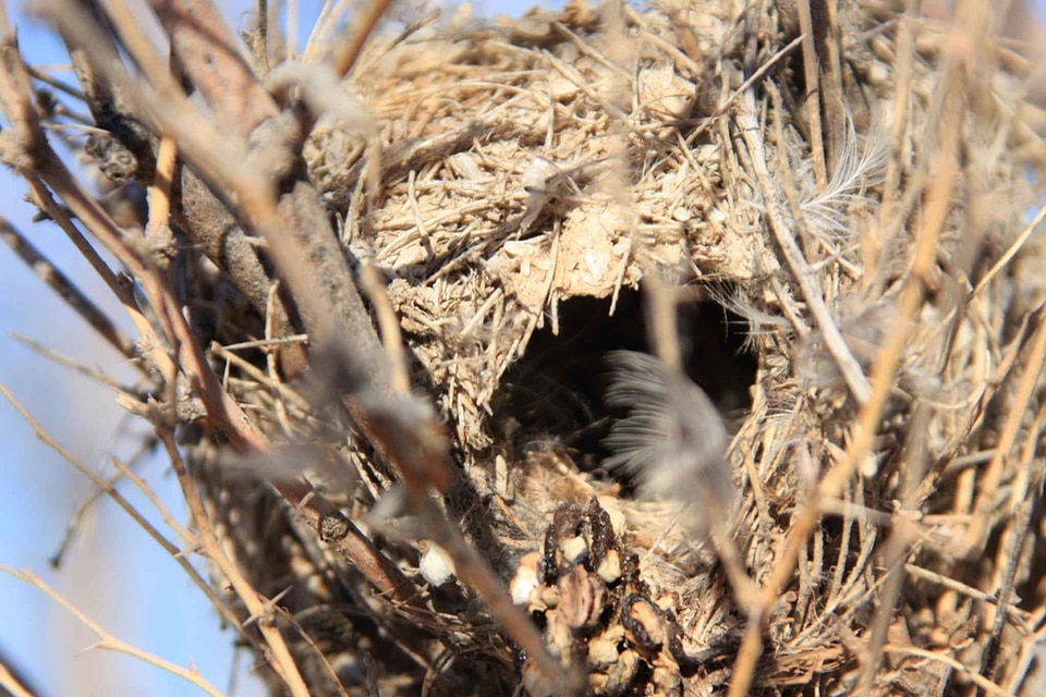 Bird domestic nature