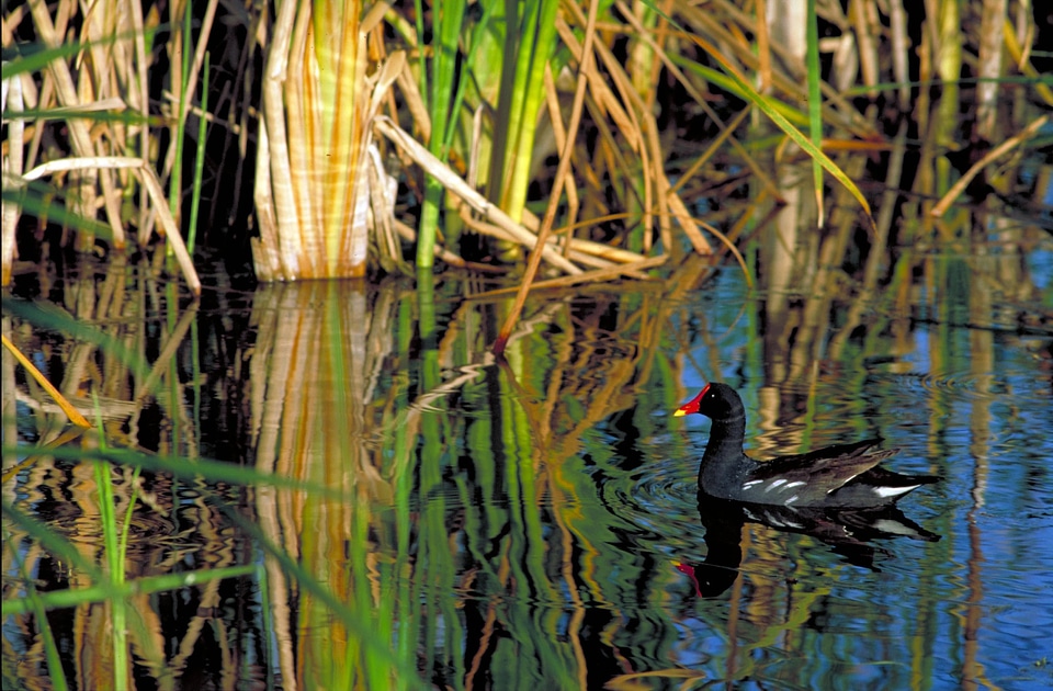 Bird Gallinula chloropus 