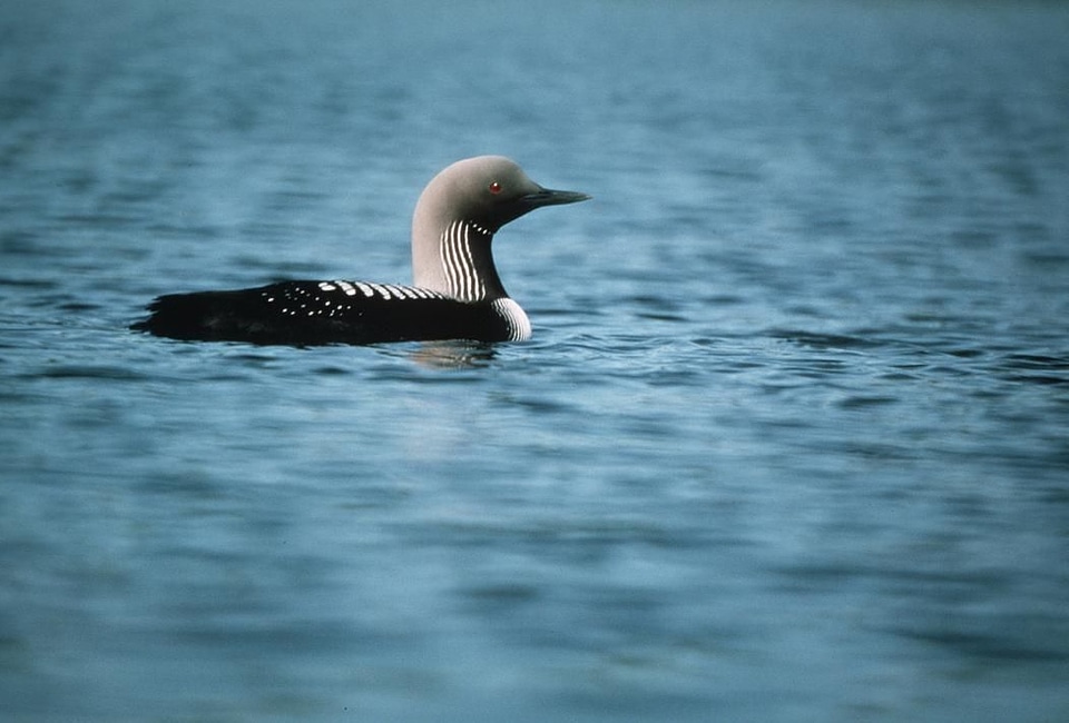 Animal arctic bird
