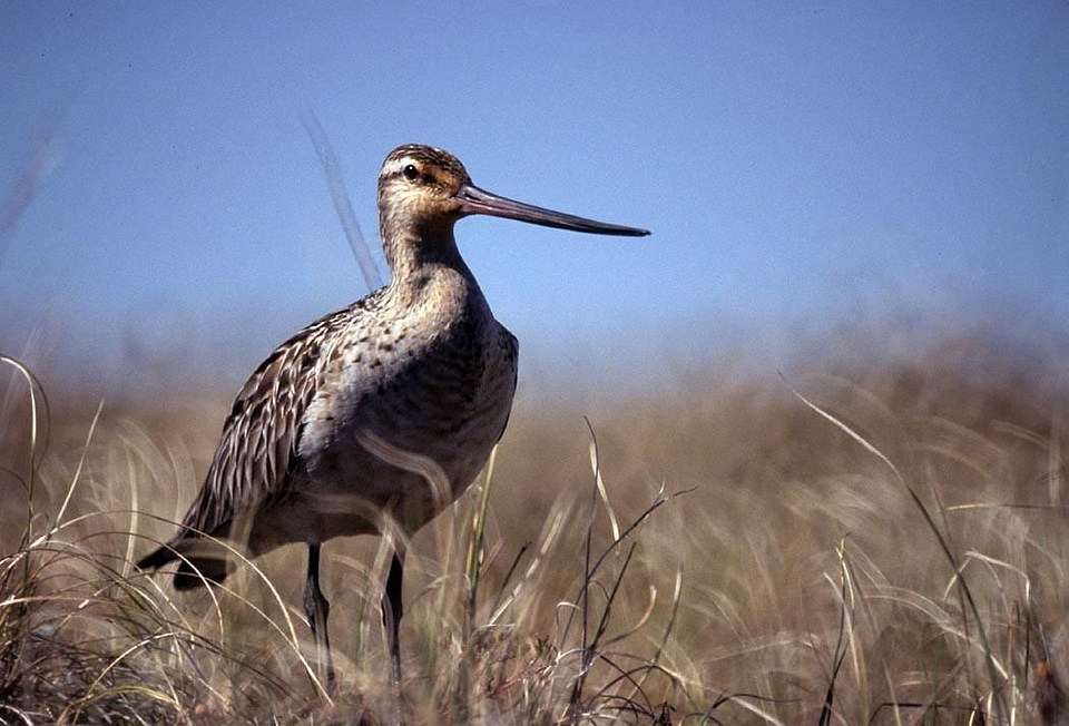 Bird Limosa lapponica 