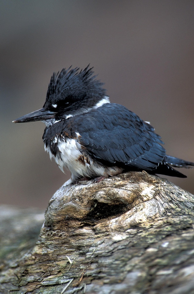 Bird Megaceryle alcyon 