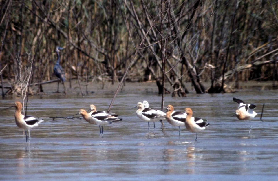 Bird lake water