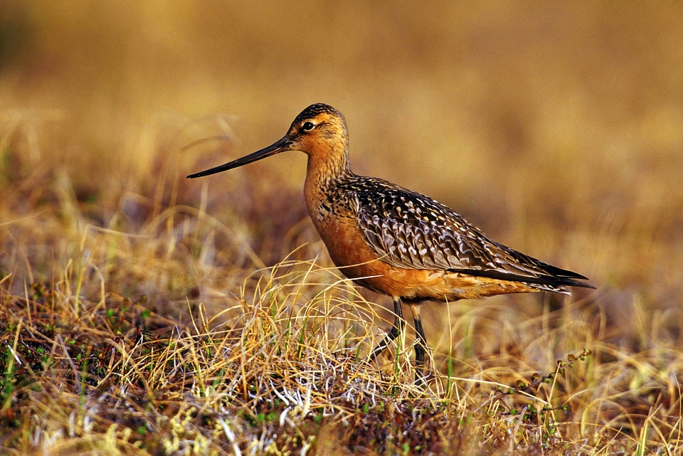 Bird Limosa lapponica tundra