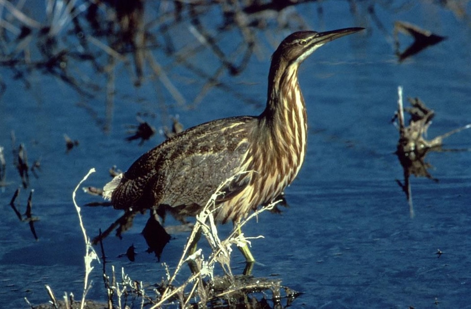 American bird Botaurus stellaris