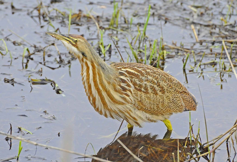 American bird Botaurus stellaris