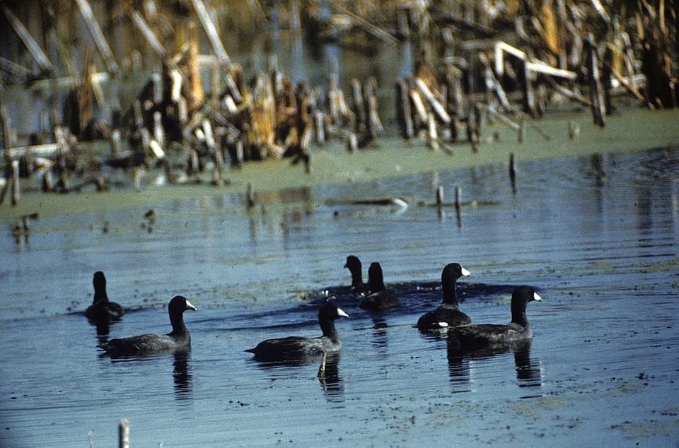 American bird flock
