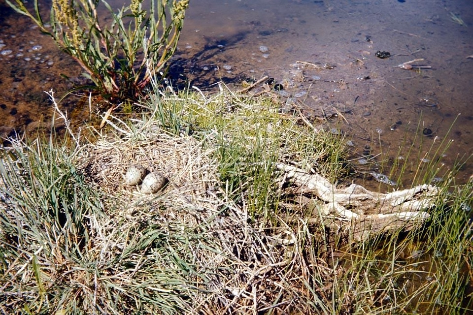 American nest Recurvirostra americana