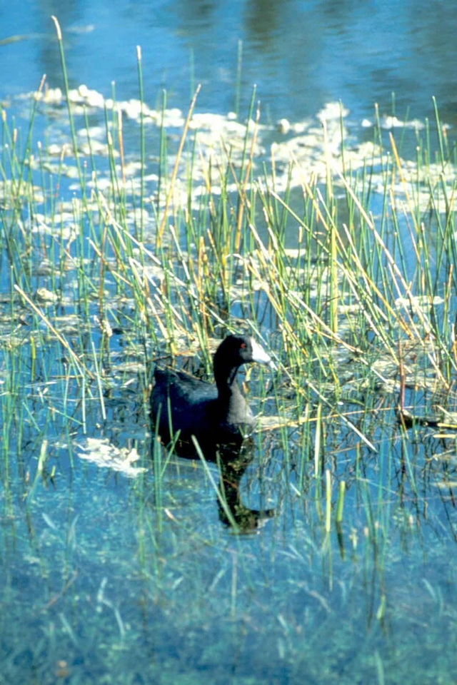 American bathe bird