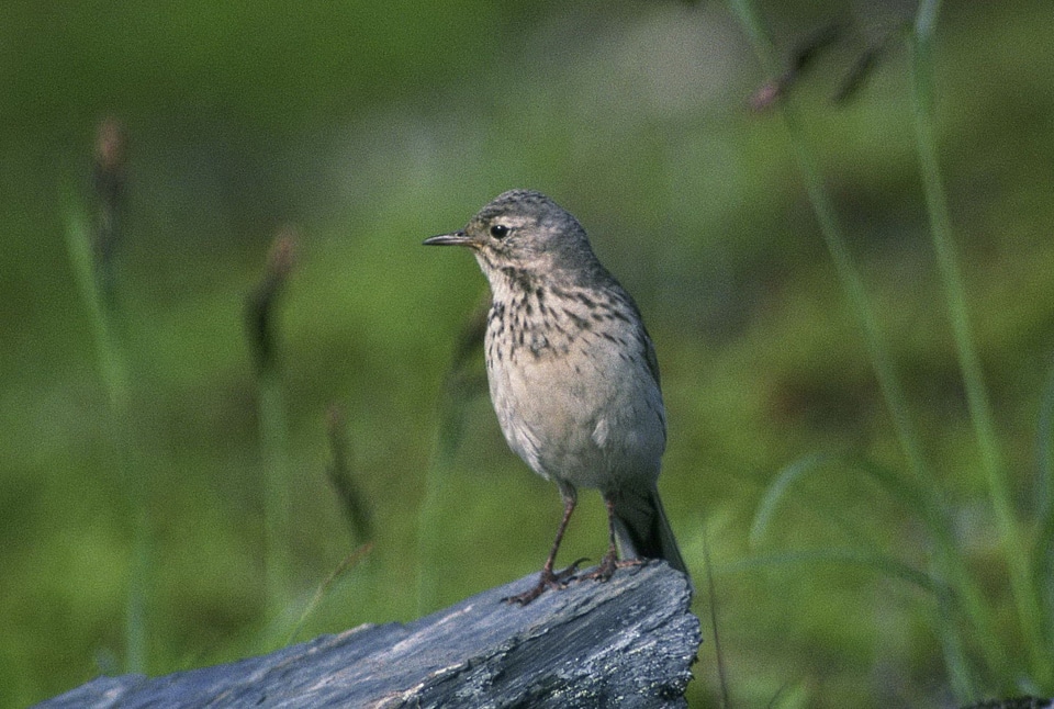 American bird pipit