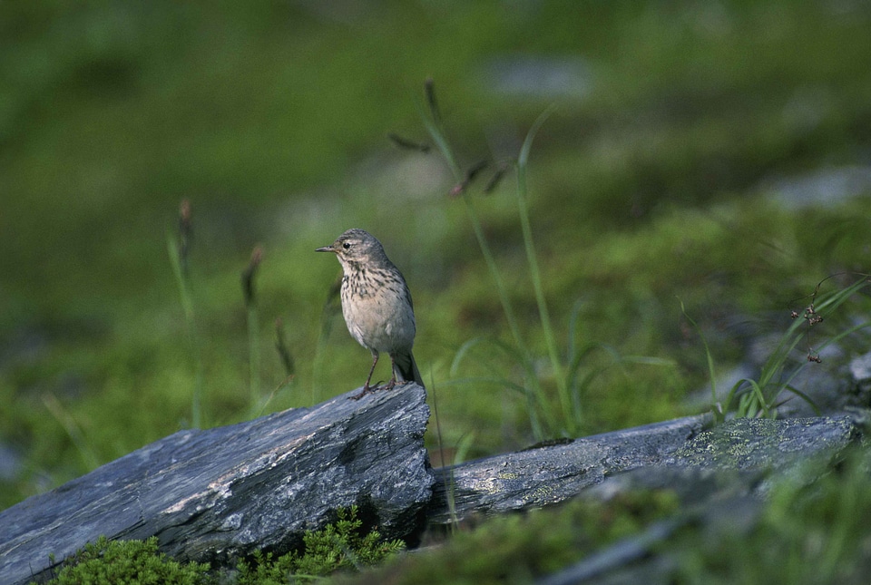 American bird pipit