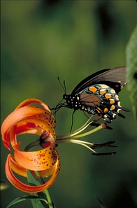Black bug butterfly