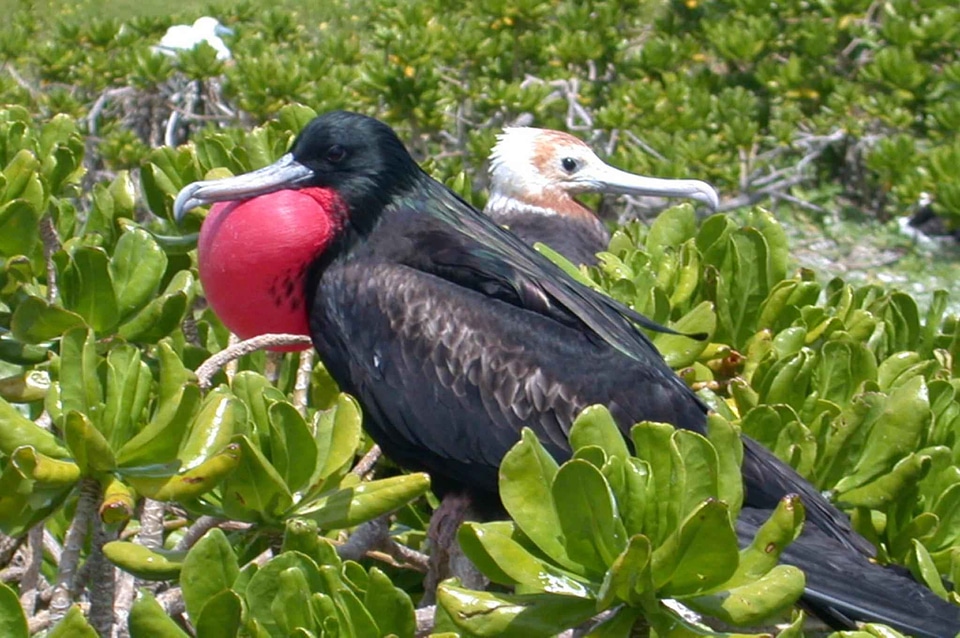 Male vegetation 