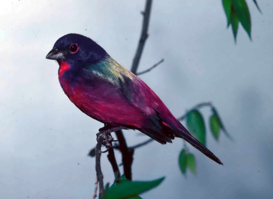 Bird bouquet Emberiza schoeniclus