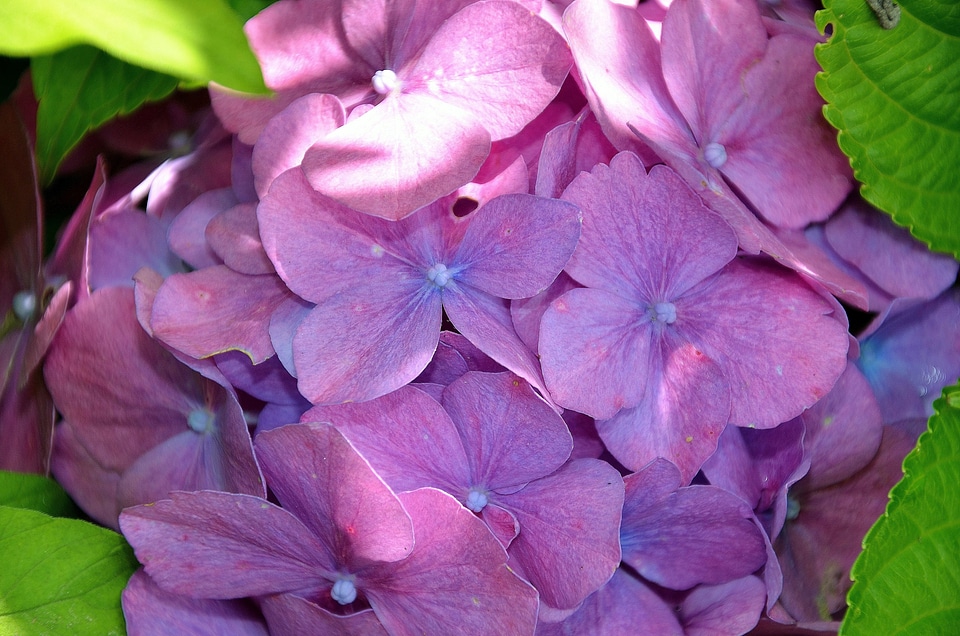 Pink view details hydrangea macrophylla