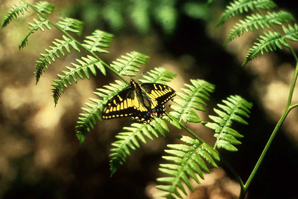 Butterfly plant 