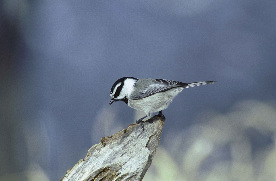 Mountain Poecile atricapillus rock