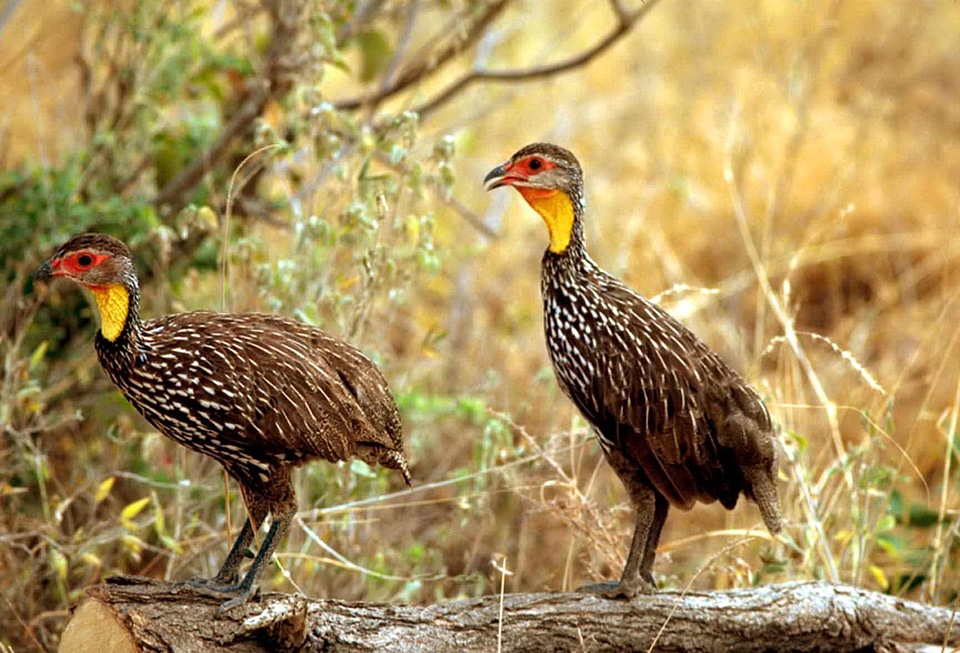 African bird family