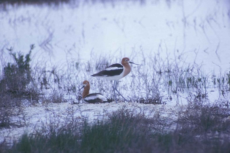 American bird Recurvirostra americana