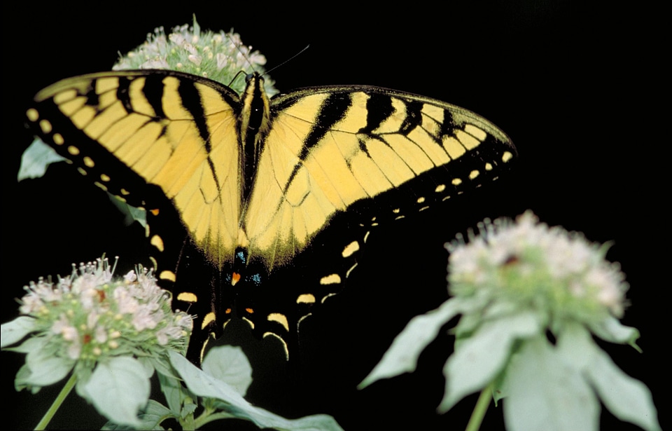 Bug butterfly 
