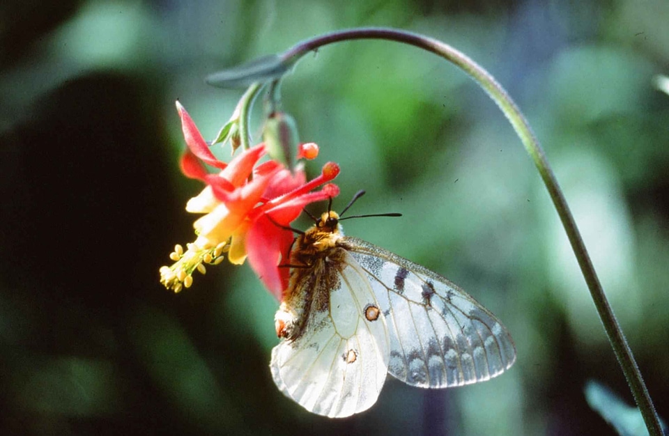 Butterfly family member