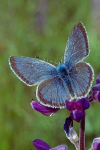 Blue butterfly glen
