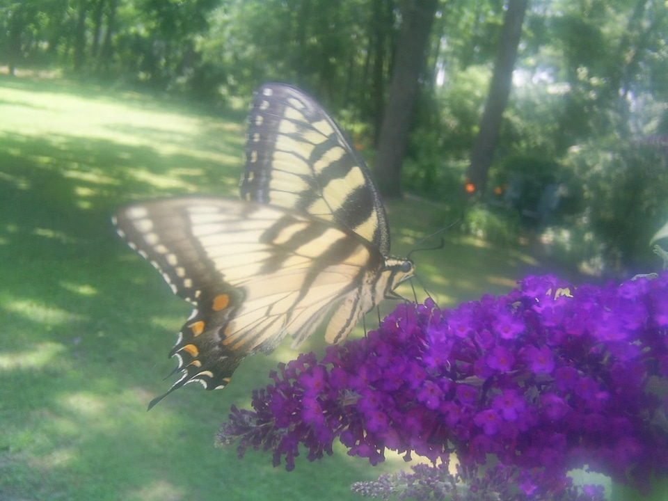 Butterfly tabby cat 