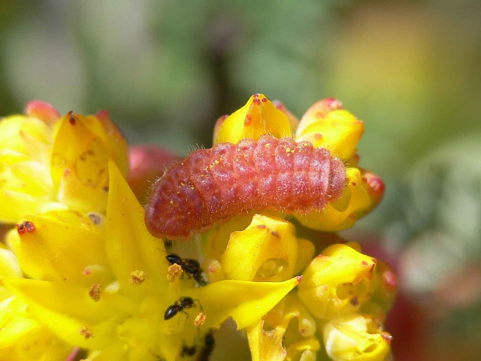Bug butterfly larva