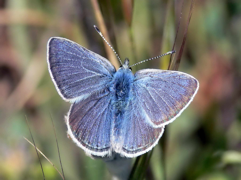 Beautiful Photo blue bug