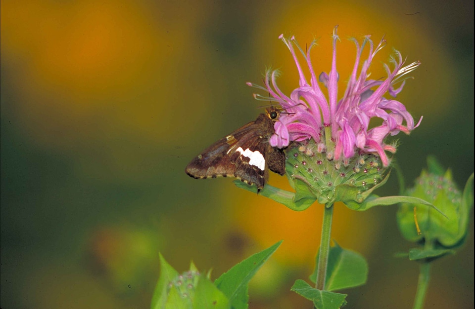 Blossoming butterfly captain