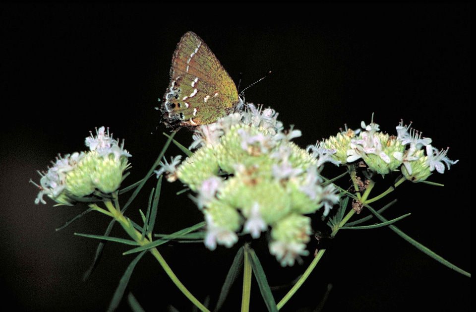 Butterfly gray hairstreak