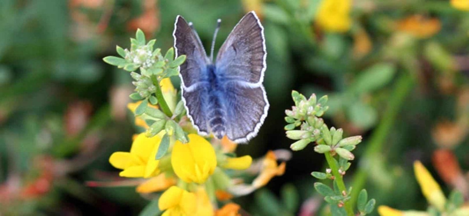 Blue bug butterfly photo