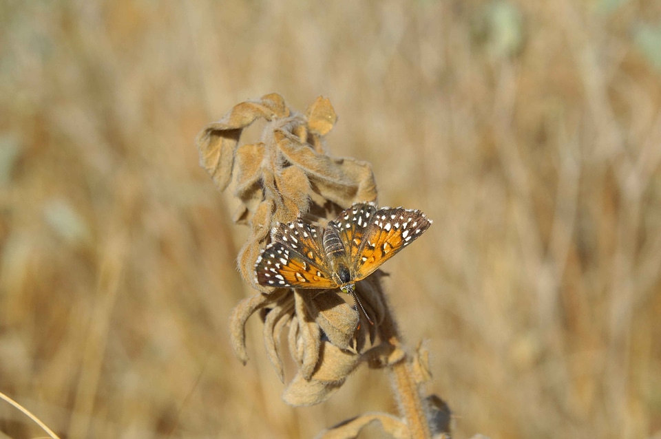 Butterfly life plant