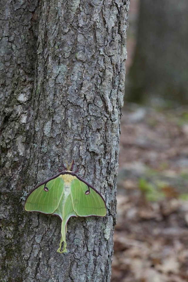 Actias Luna bug moth