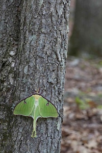 Actias Luna bug moth
