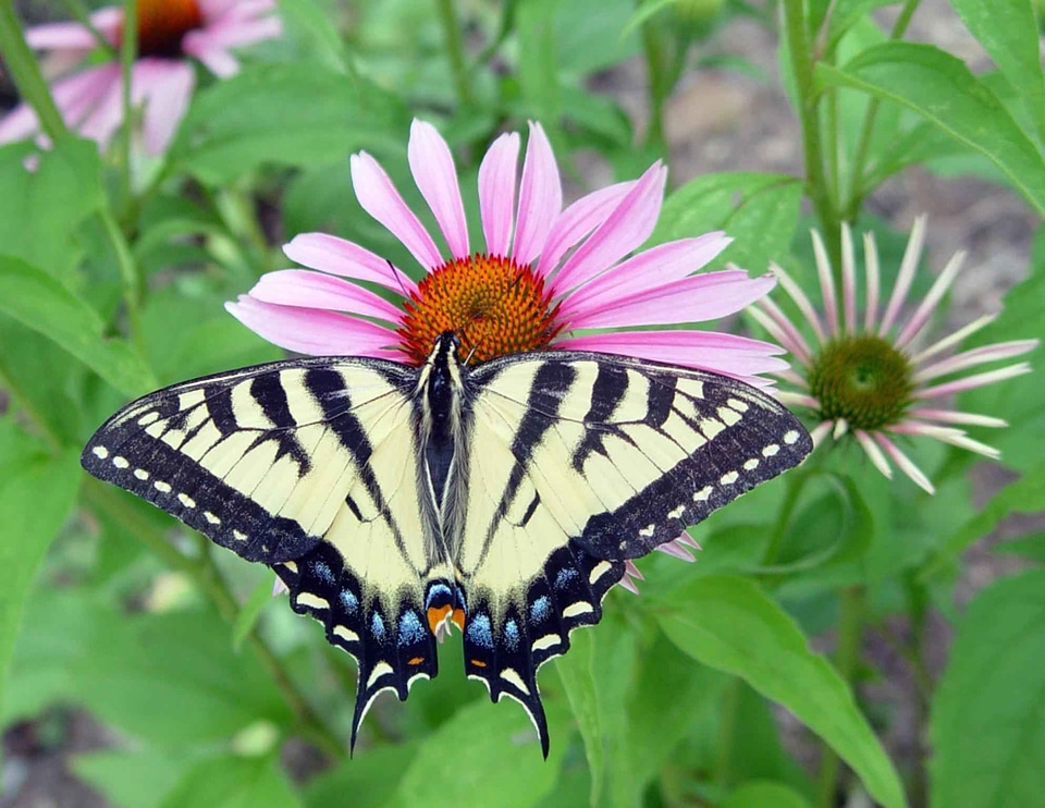 Butterfly macro photograph