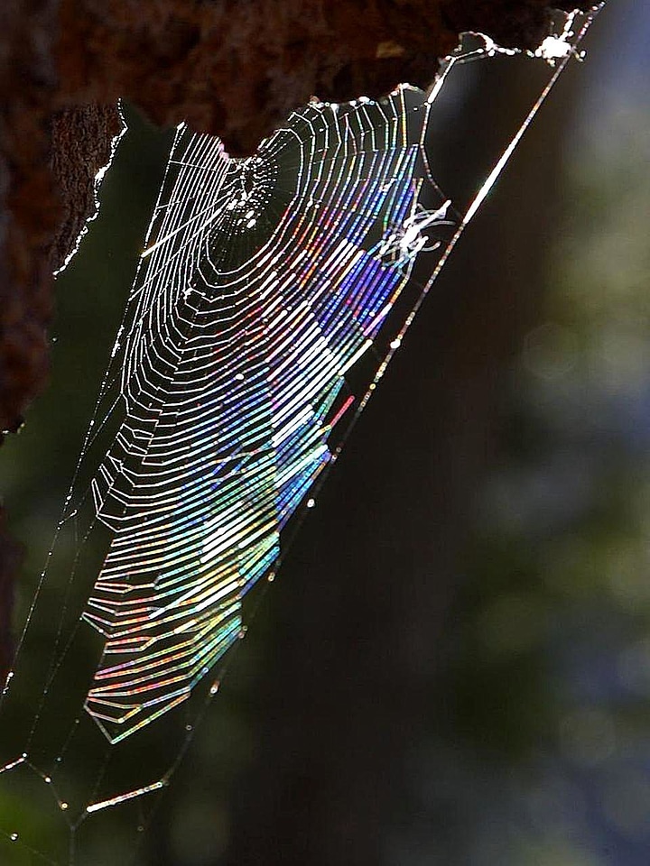 Bug spider spider web