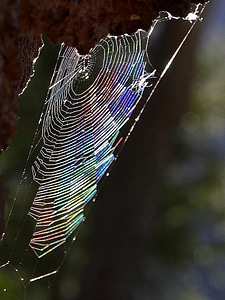 Bug spider spider web