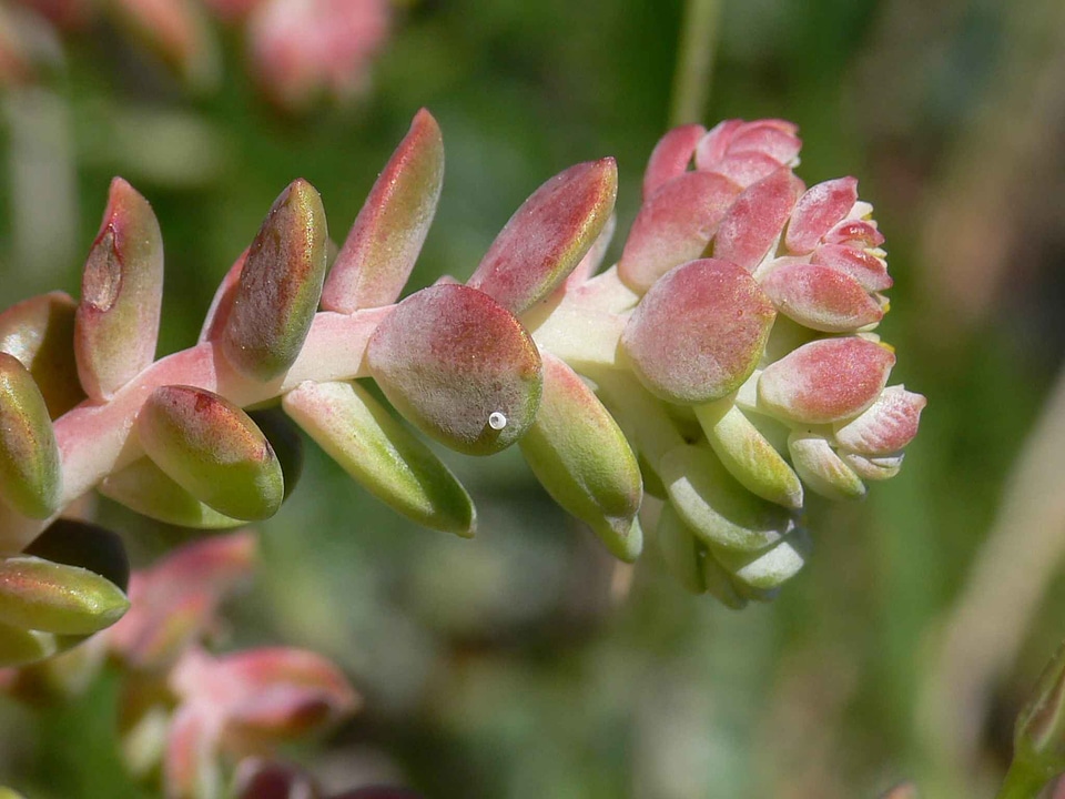 Butterfly egg flowers