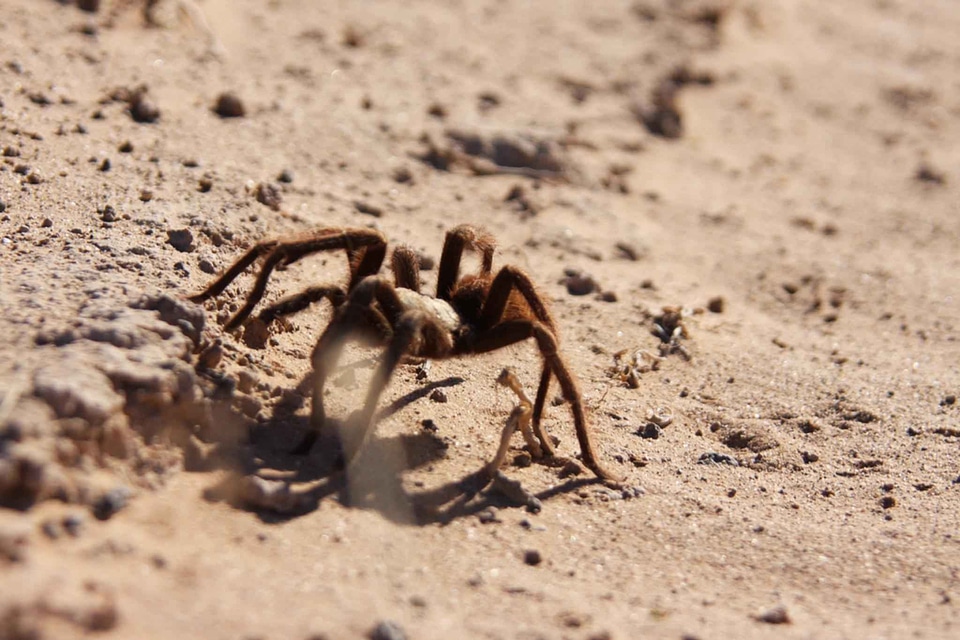Desert family tarantula