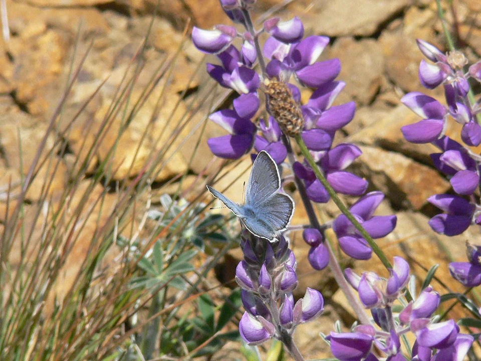 Blue bush butterfly