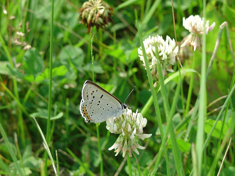 Bug butterfly copper