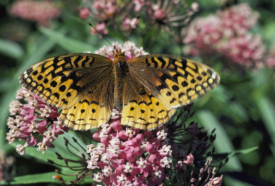 Butterfly Fritillaria cirrhosa great