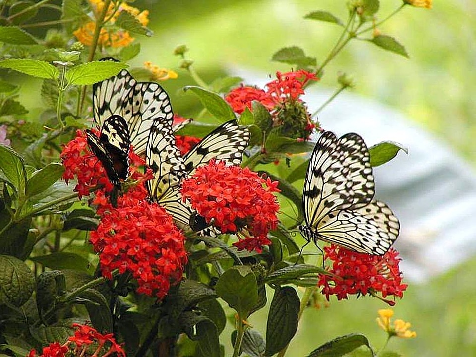 Butterfly crops flowers