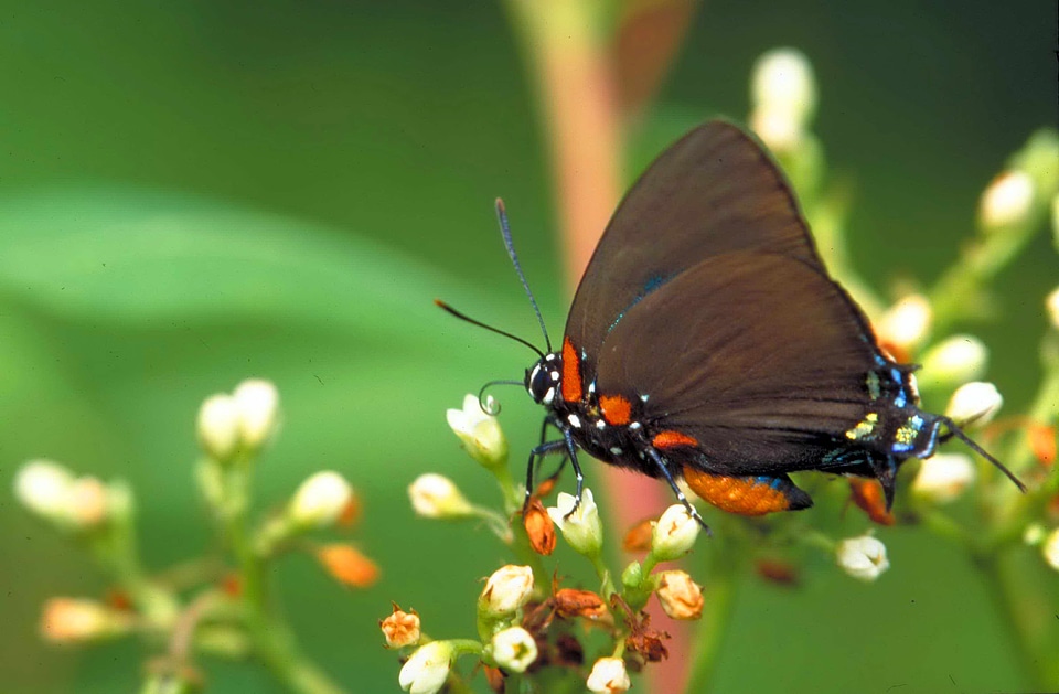 Butterfly great hairstreak