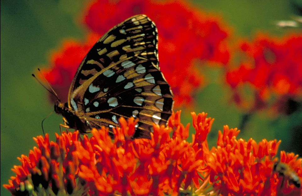 Asclepias Tuberosa butterfly Fritillaria cirrhosa