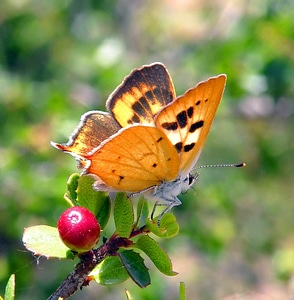 Bug butterfly copper