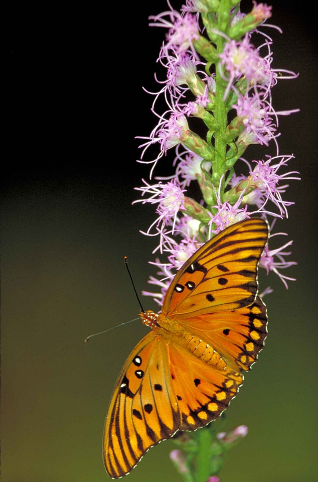 Bug butterfly Fritillaria cirrhosa