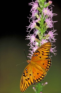 Bug butterfly Fritillaria cirrhosa