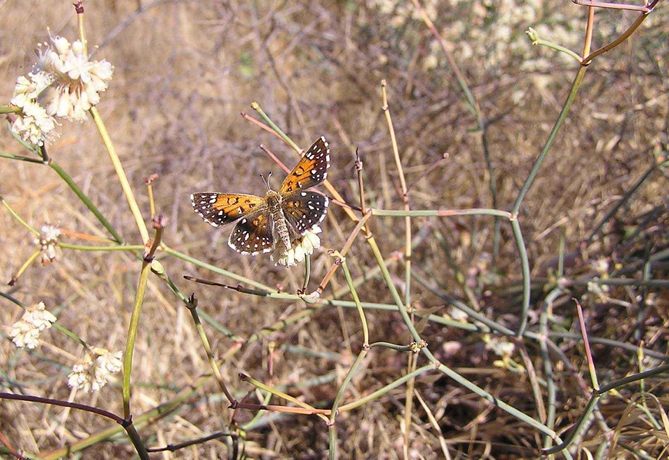 Butterfly perspective 