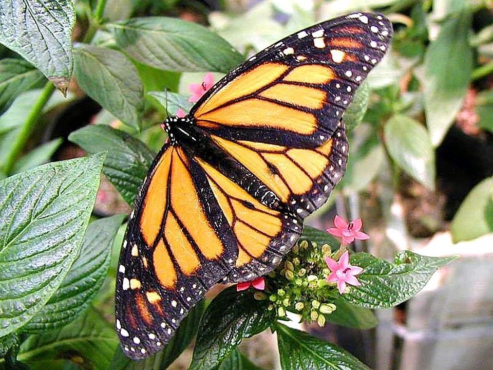Butterfly flowers leaves